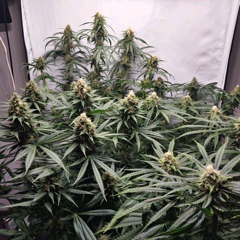 Haze Berry growlog timeline photo