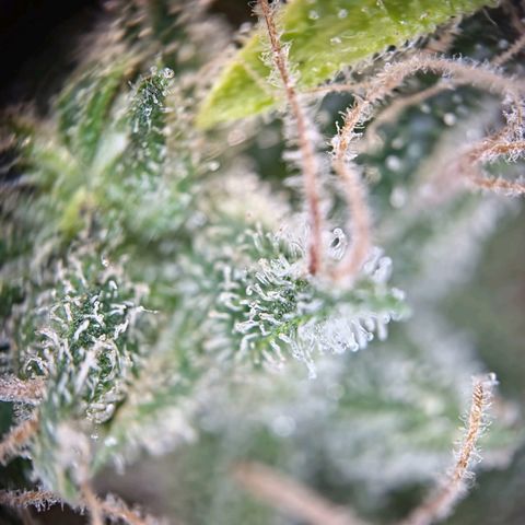 Haze Berry growlog timeline photo