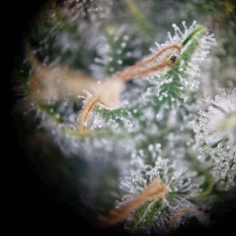 Haze Berry growlog timeline photo