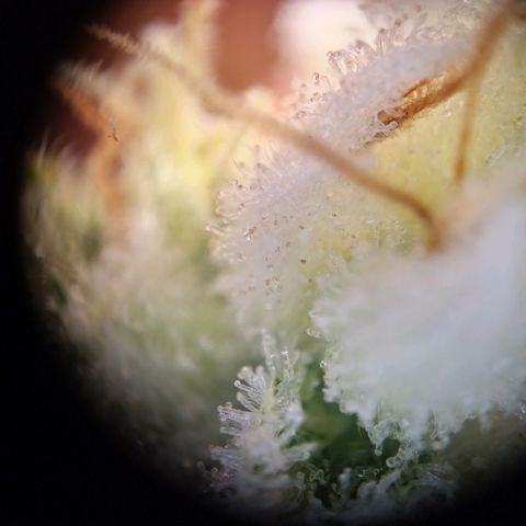 Haze Berry growlog timeline photo