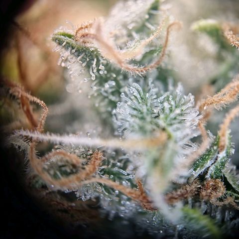 Haze Berry growlog timeline photo