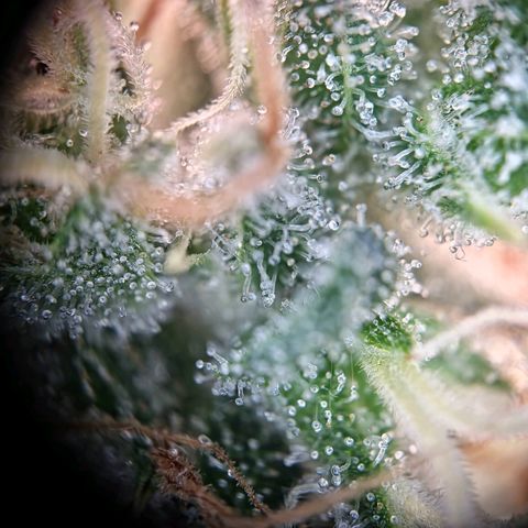 Haze Berry growlog timeline photo
