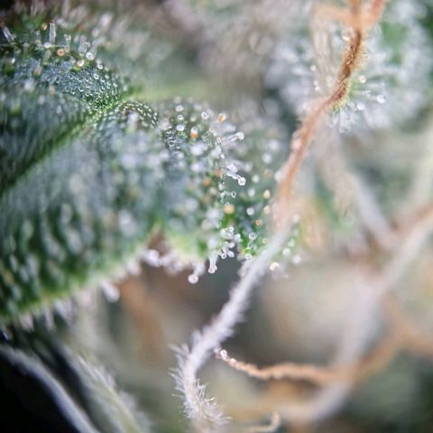 Haze Berry growlog timeline photo