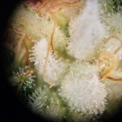 Haze Berry growlog timeline photo