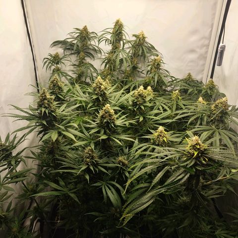 Haze Berry growlog timeline photo