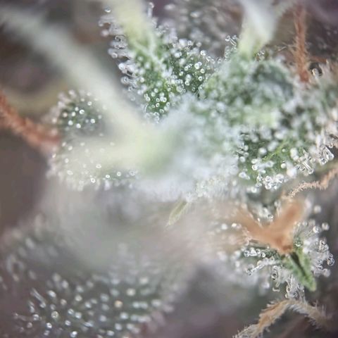 Haze Berry growlog timeline photo