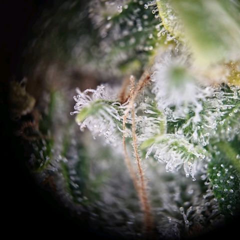 Haze Berry growlog timeline photo
