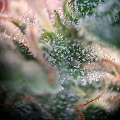 Haze Berry growlog timeline photo