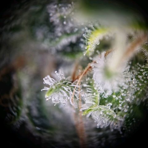 Haze Berry growlog timeline photo