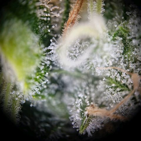 Haze Berry growlog timeline photo