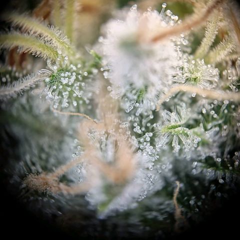 Haze Berry growlog timeline photo