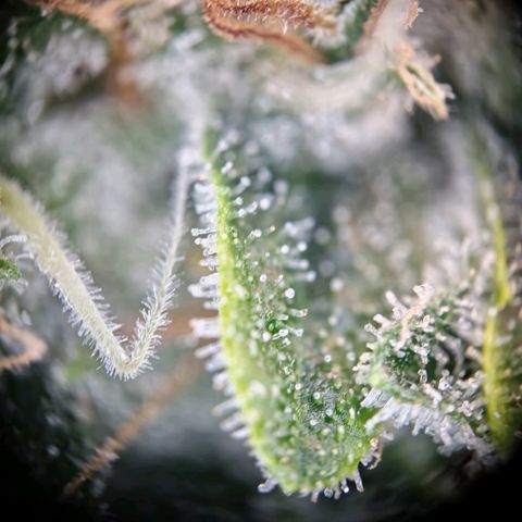 Haze Berry growlog timeline photo