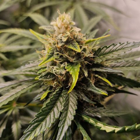 Haze Berry growlog timeline photo