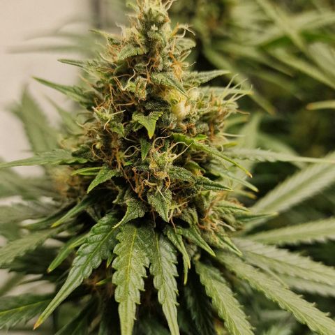 Haze Berry growlog timeline photo