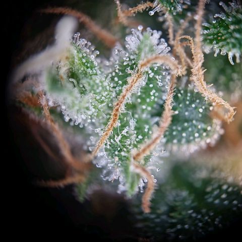 Haze Berry growlog timeline photo