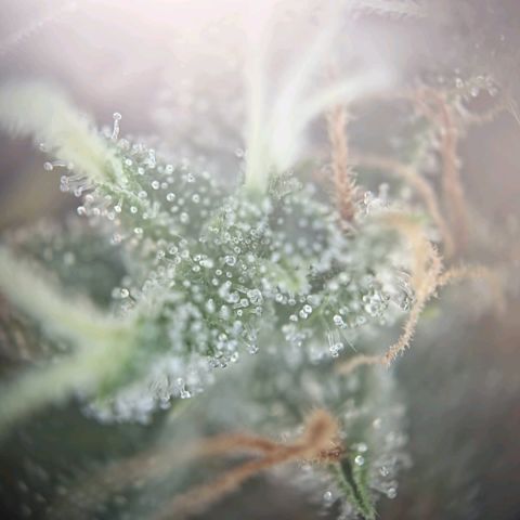 Haze Berry growlog timeline photo