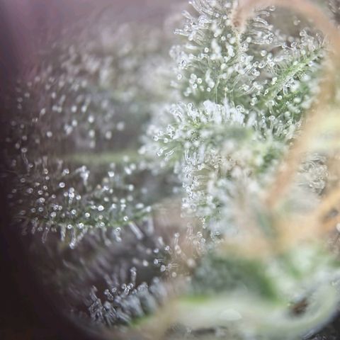 Haze Berry growlog timeline photo