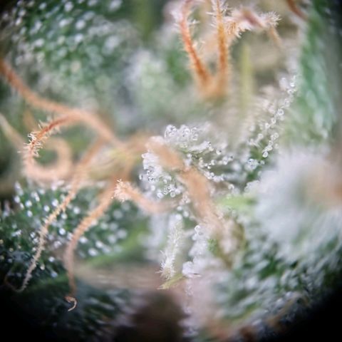 Haze Berry growlog timeline photo