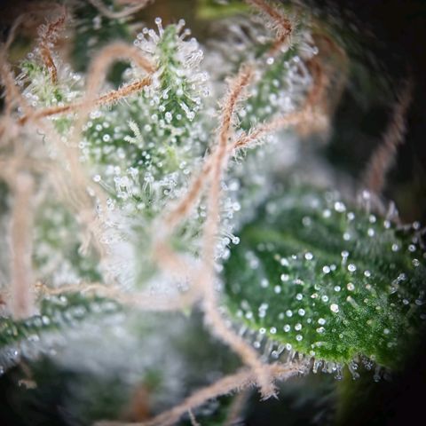 Haze Berry growlog timeline photo