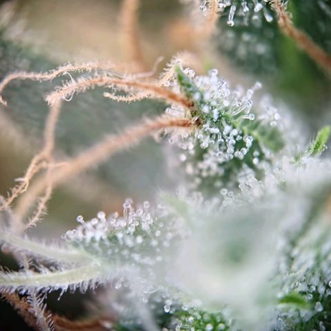 Haze Berry growlog timeline photo