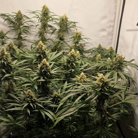 Haze Berry growlog timeline photo