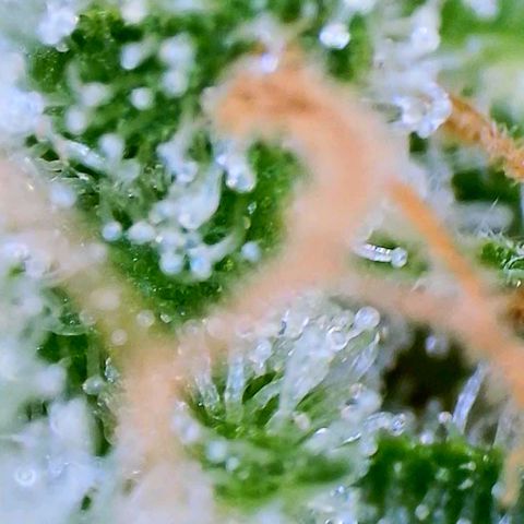 Haze Berry growlog timeline photo