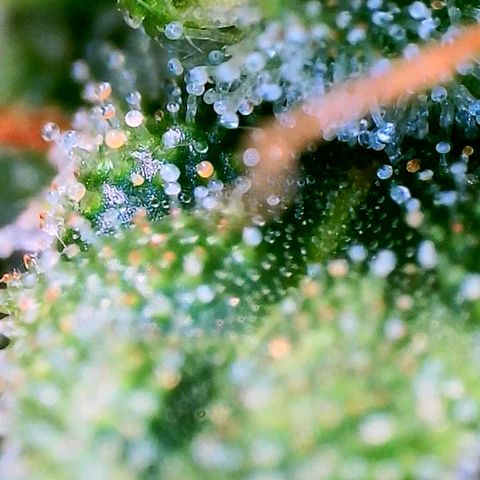 Haze Berry growlog timeline photo