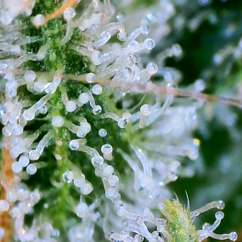Haze Berry growlog timeline photo