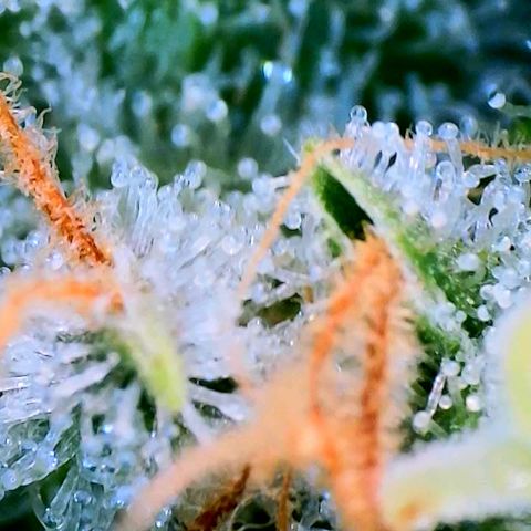 Haze Berry growlog timeline photo