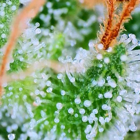 Haze Berry growlog timeline photo
