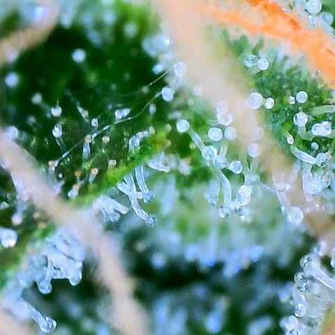 Haze Berry growlog timeline photo