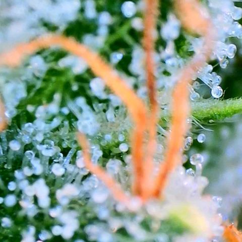 Haze Berry growlog timeline photo