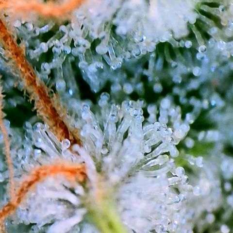 Haze Berry growlog timeline photo