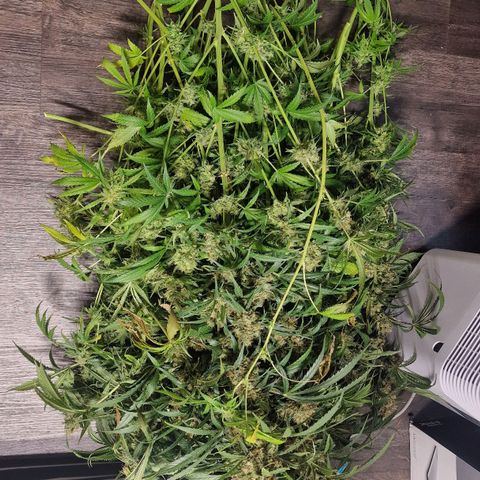 Haze Berry growlog timeline photo
