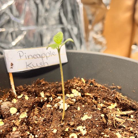 Pineapple Kush 🍍#01 growlog timeline photo
