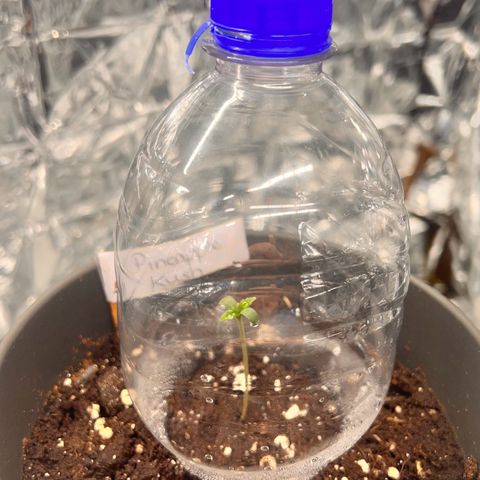 Pineapple Kush 🍍#01 growlog timeline photo