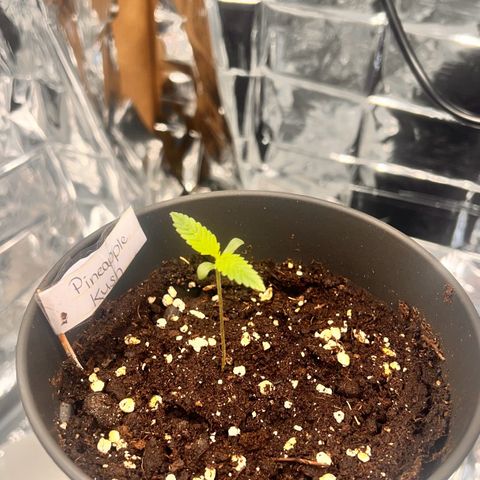 Pineapple Kush 🍍#01 growlog timeline photo