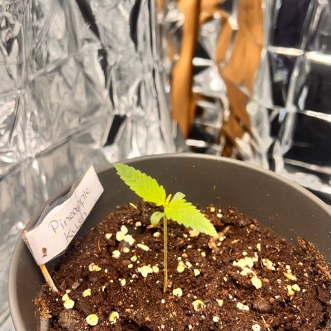 Pineapple Kush 🍍#01 growlog timeline photo