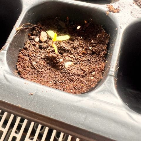 Pineapple kush 🍍#02 growlog timeline photo