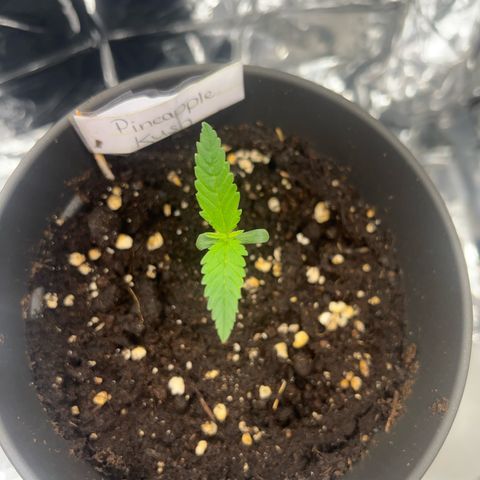 Pineapple Kush 🍍#01 growlog timeline photo