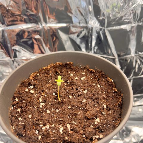 Pineapple kush 🍍#02 growlog timeline photo