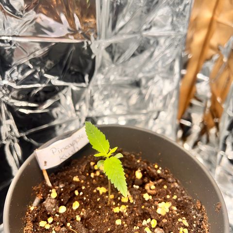 Pineapple Kush 🍍#01 growlog timeline photo