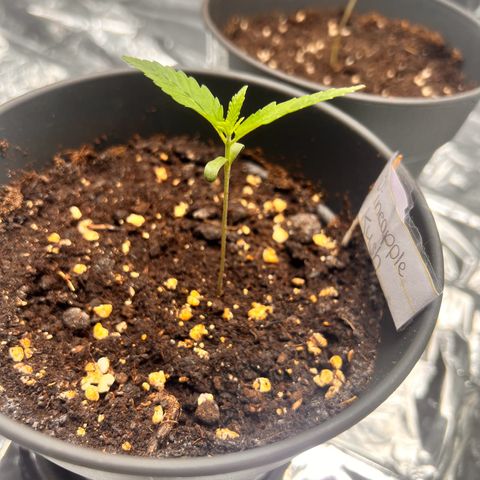 Pineapple Kush 🍍#01 growlog timeline photo