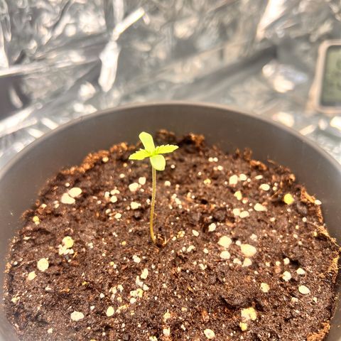 Pineapple kush 🍍#02 growlog timeline photo
