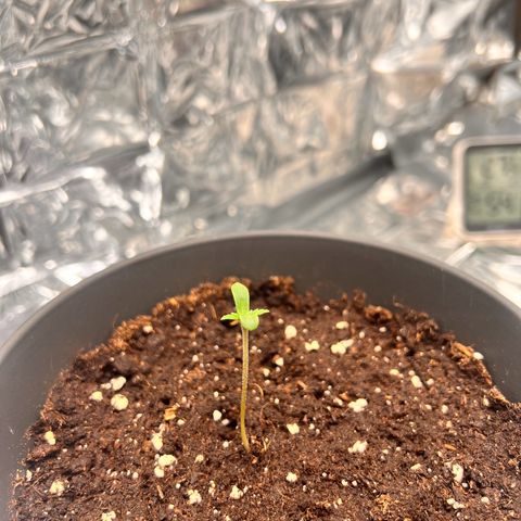Pineapple kush 🍍#02 growlog timeline photo