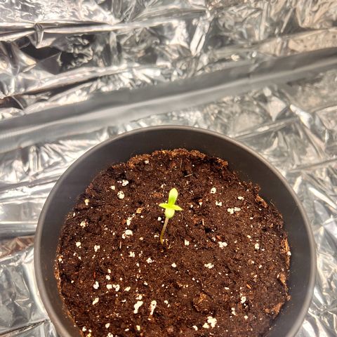 Pineapple kush 🍍#02 growlog timeline photo