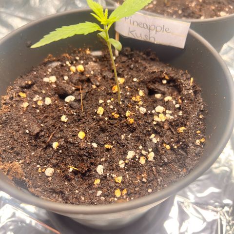 Pineapple Kush 🍍#01 growlog timeline photo