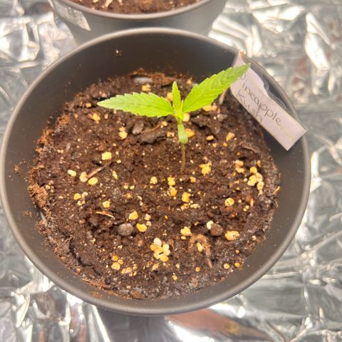 Pineapple Kush 🍍#01 growlog timeline photo