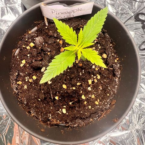 Pineapple Kush 🍍#01 growlog timeline photo