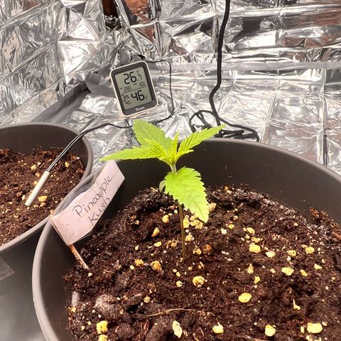 Pineapple Kush 🍍#01 growlog timeline photo